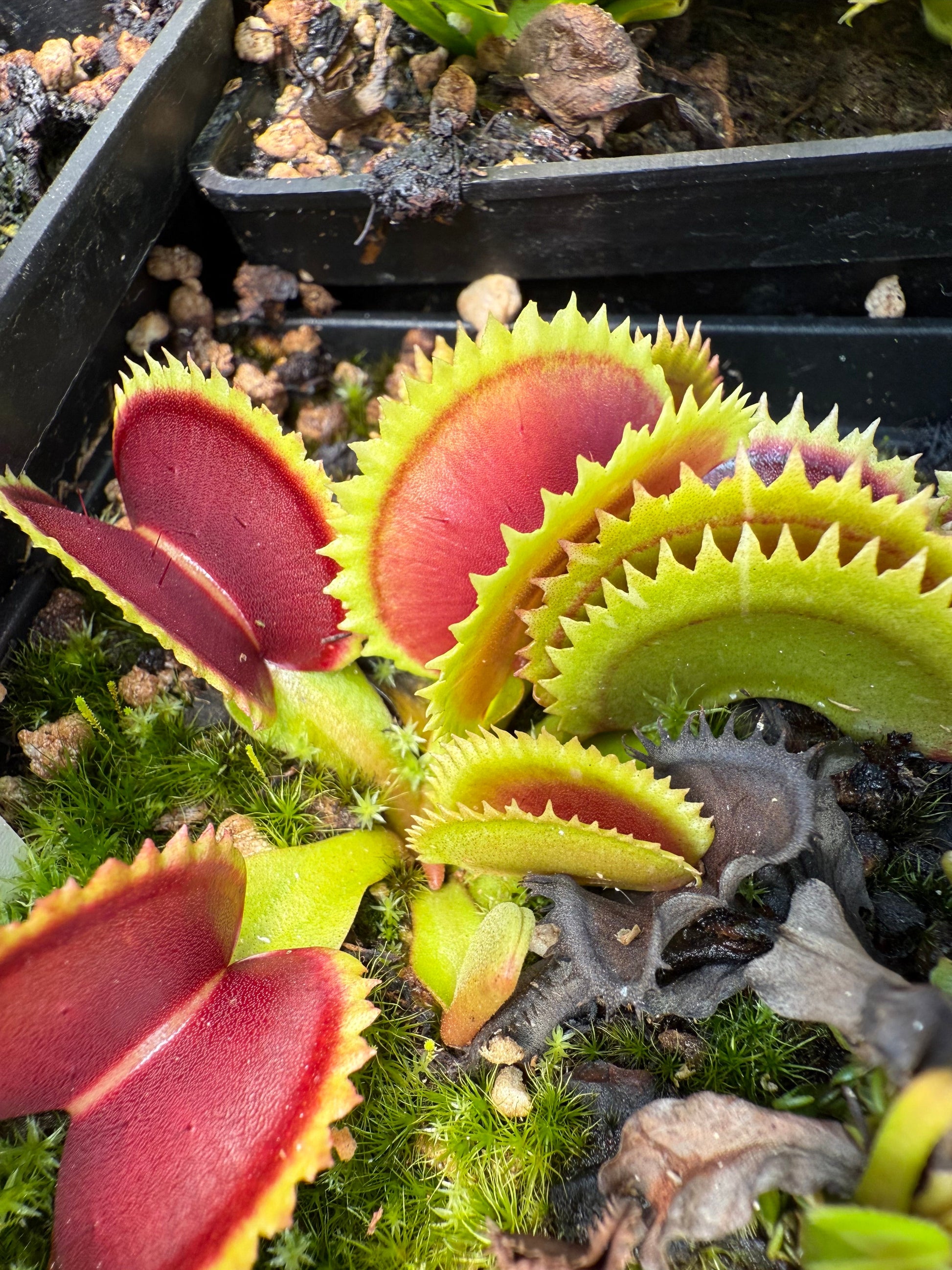Dionaea muscipula Variegata Gialla
