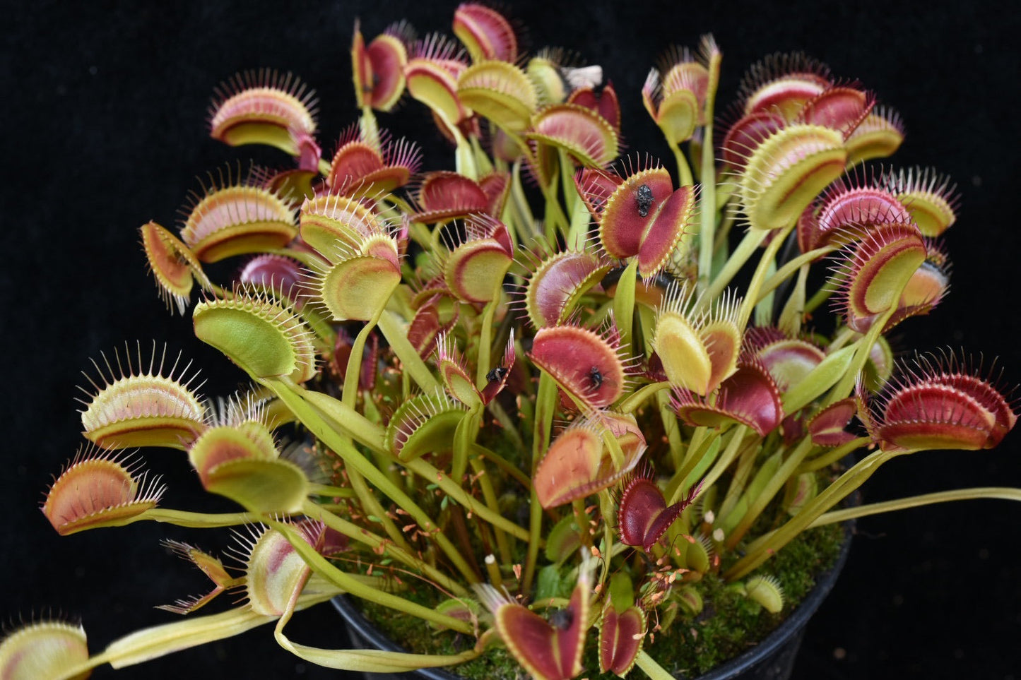 Dionaea muscipula Vigorous