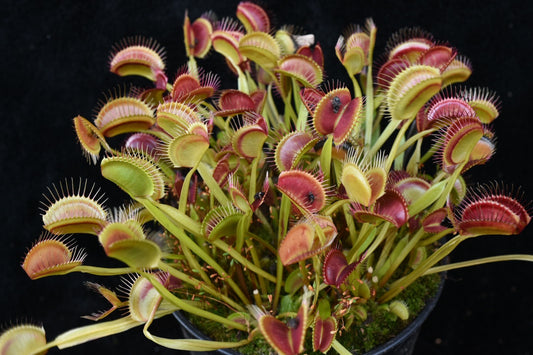Dionaea muscipula Vigorous