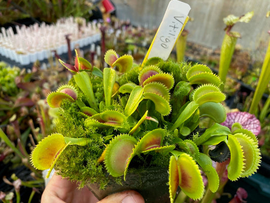Dionaea muscipula Vitiligo