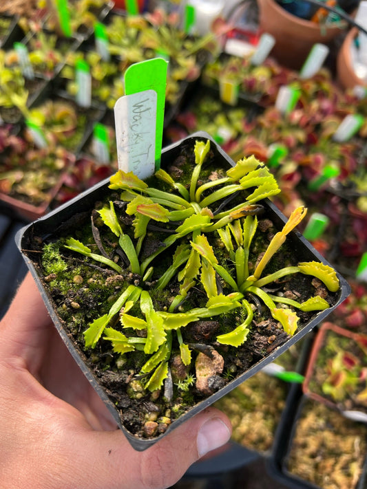 Dionaea muscipula Wacky Traps