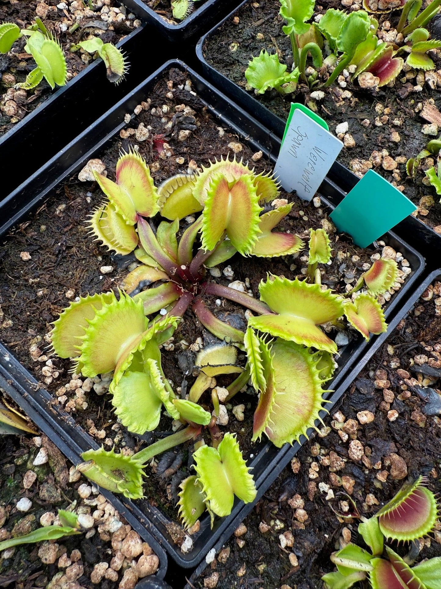 Dionaea muscipula Werewolf Spawn