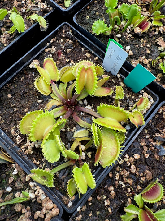 Dionaea muscipula Werewolf Spawn