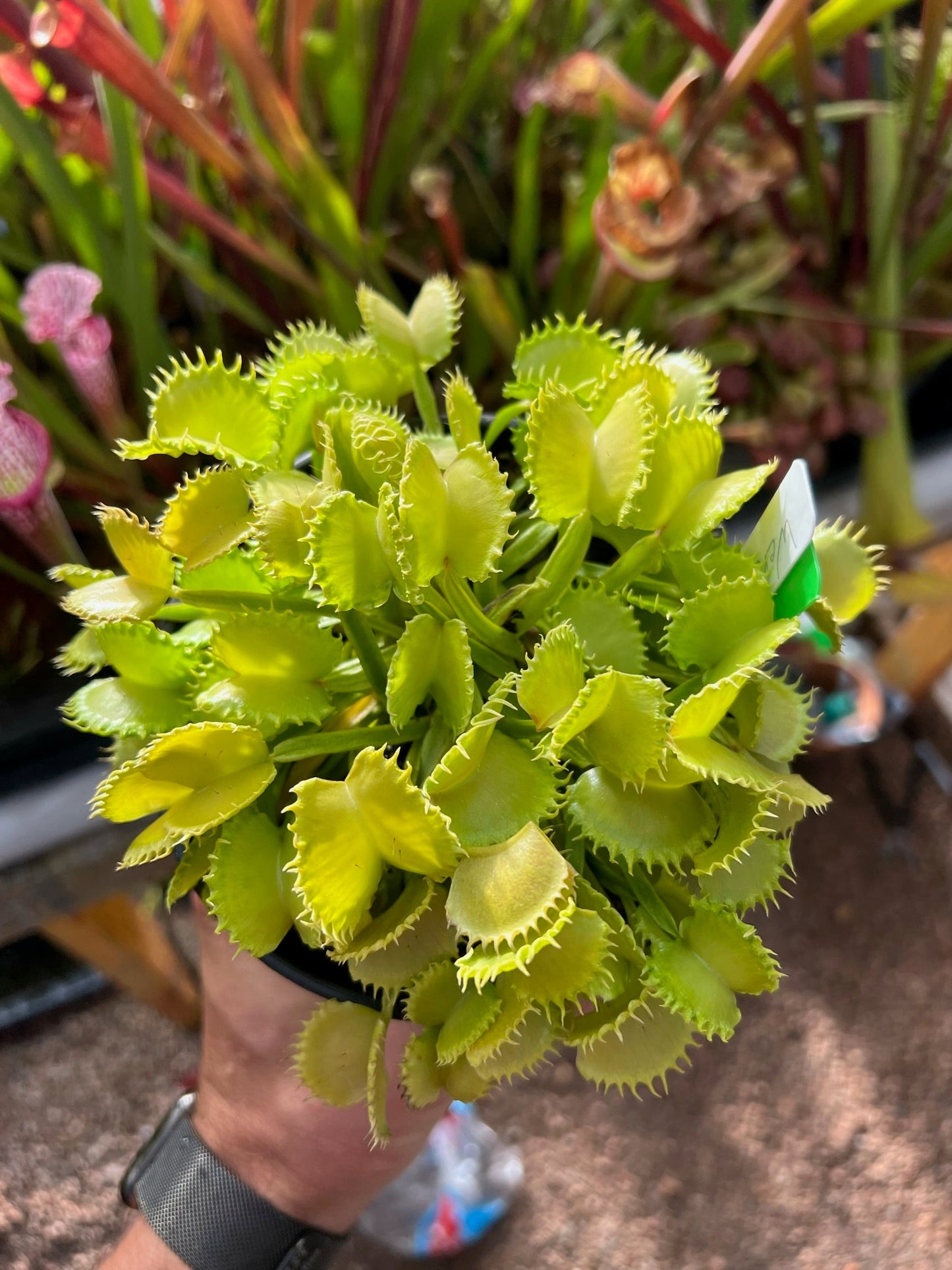 Dionaea muscipula Werewolf