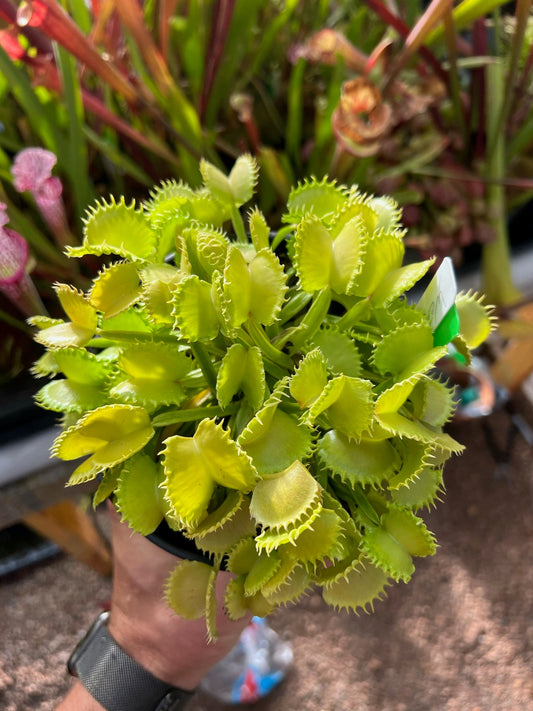 Dionaea muscipula Werewolf