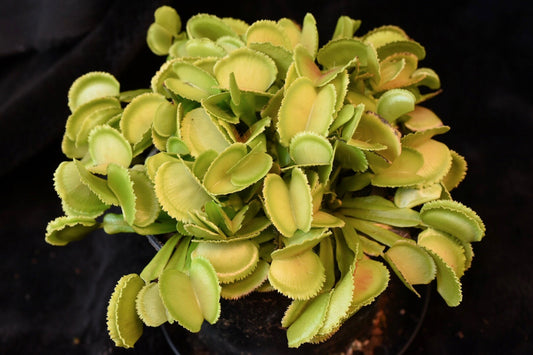 Dionaea muscipula Whale