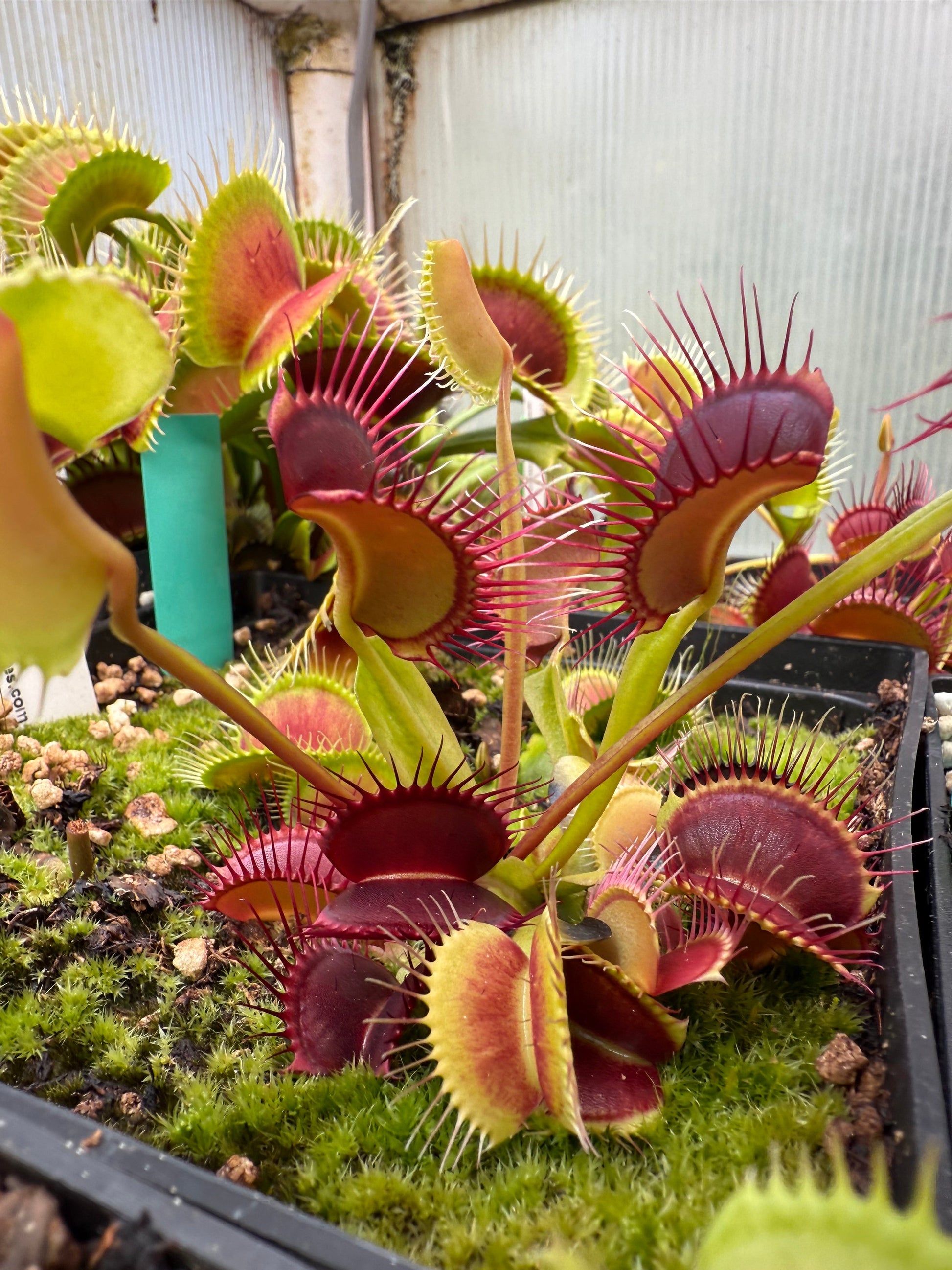 Dionaea muscipula White Fang