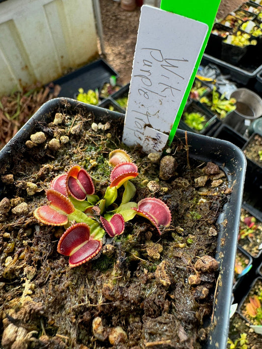Dionaea muscipula Wiki Purple Trap