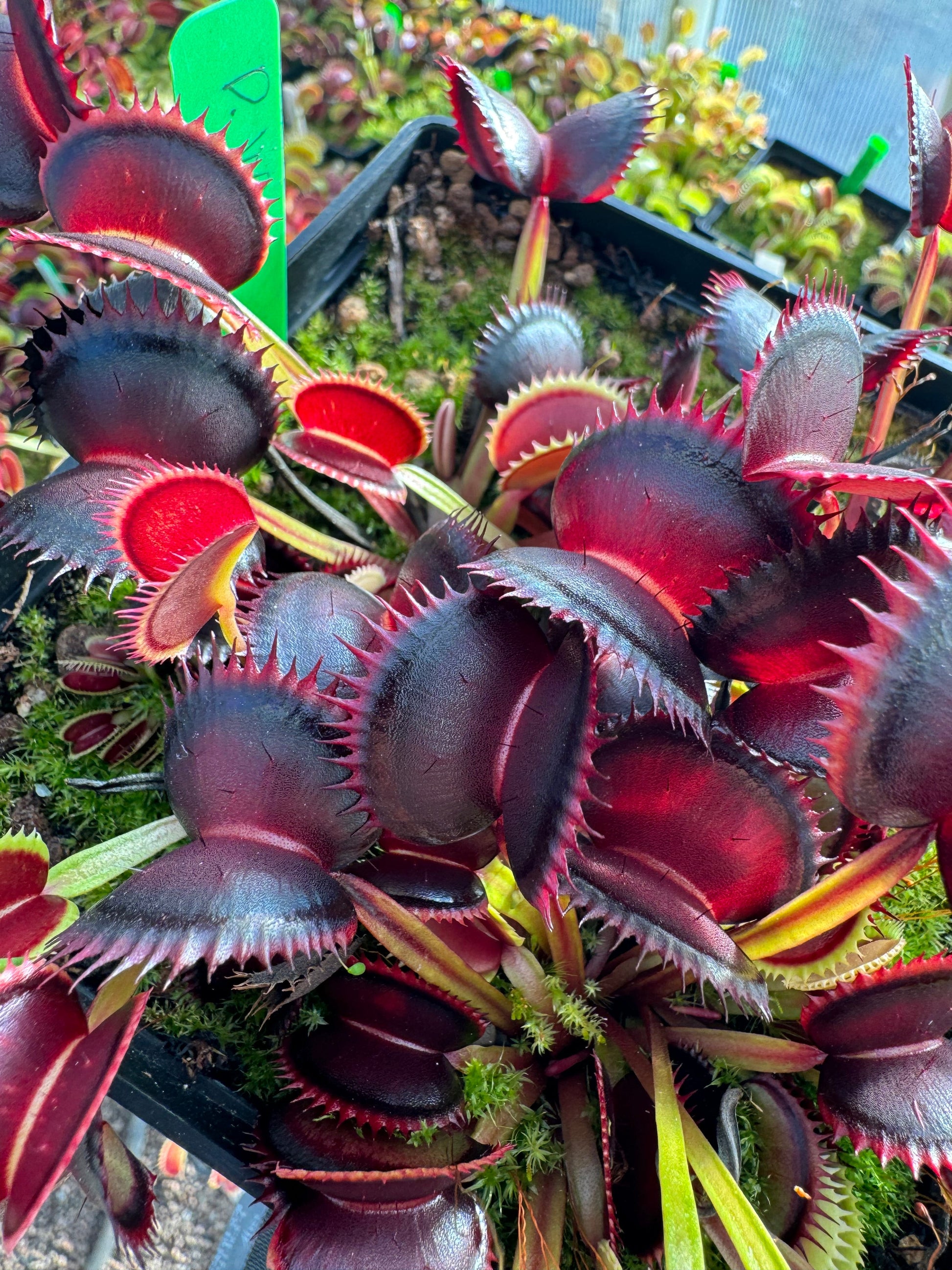 Dionaea muscipula Wine Mouth