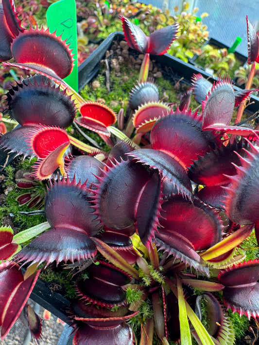 Dionaea muscipula Wine Mouth