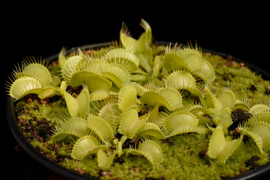 Dionaea muscipula Yellow
