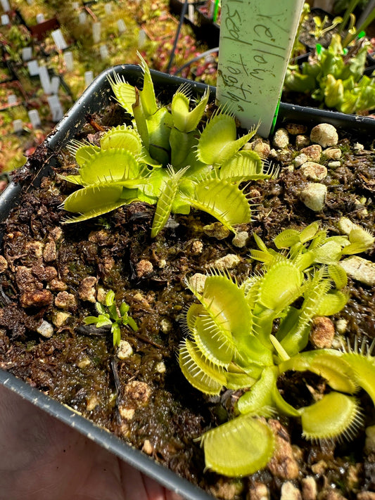 Dionaea muscipula Yellow Fused Teeth