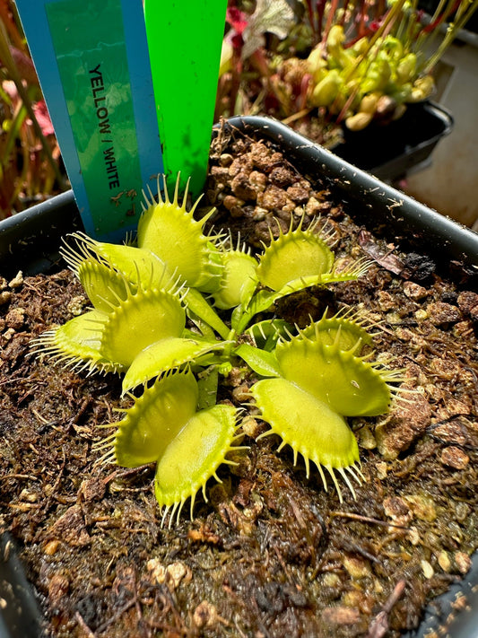 Dionaea muscipula Yellow\White