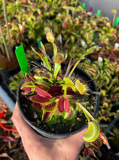 Dionaea muscipula Z02