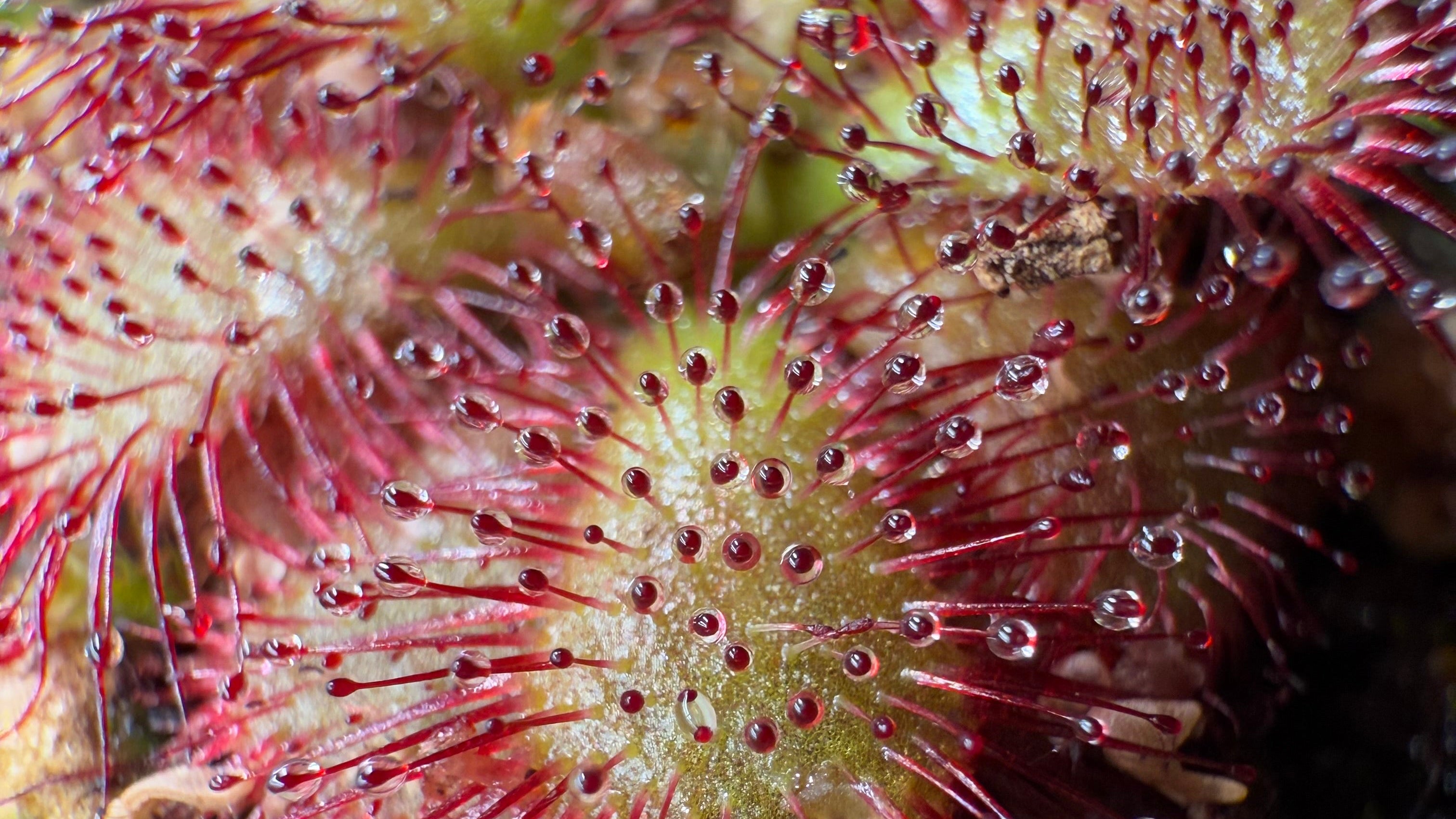 Drosera Grown in Our Colorado Greenhouses
Not Just Resold