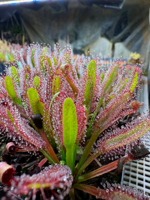Drosera Hercules