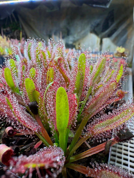 Drosera Hercules