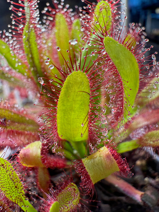 Drosera Hercules x Self