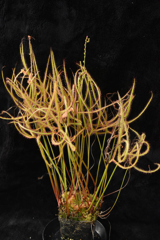 Drosera binata dichotoma Giant