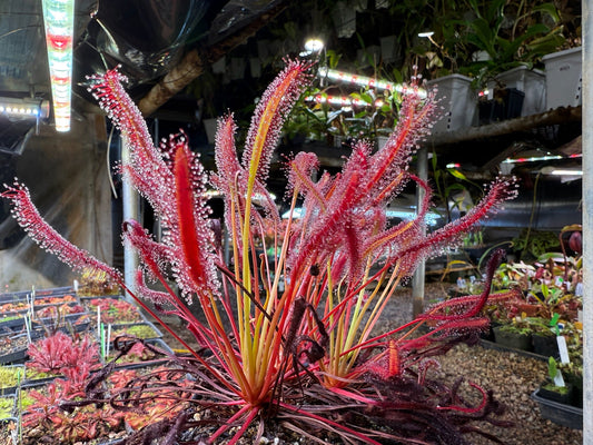 Drosera capensis Big Pink