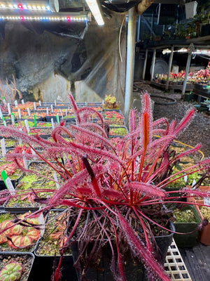 Drosera capensis Big Red - Meadowview