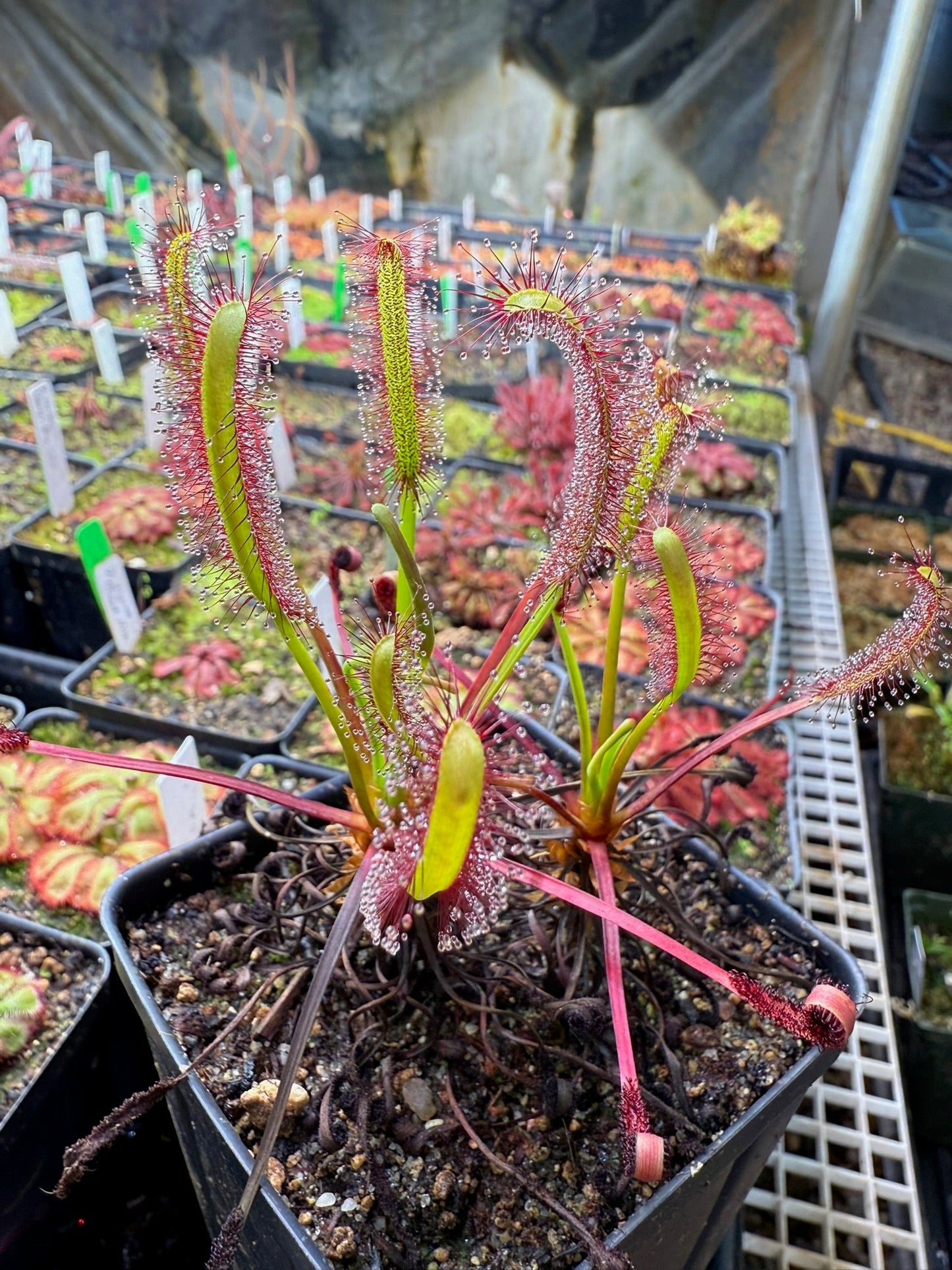 Drosera capensis Bot River