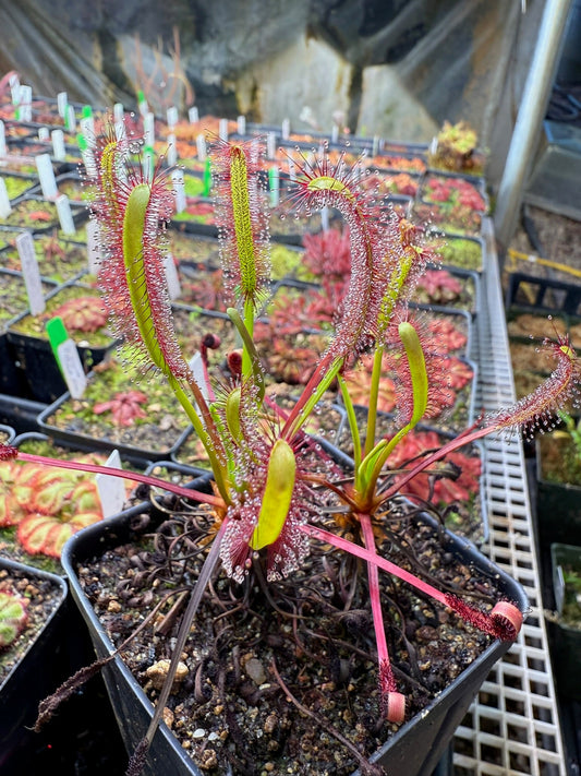 Drosera capensis Bot River
