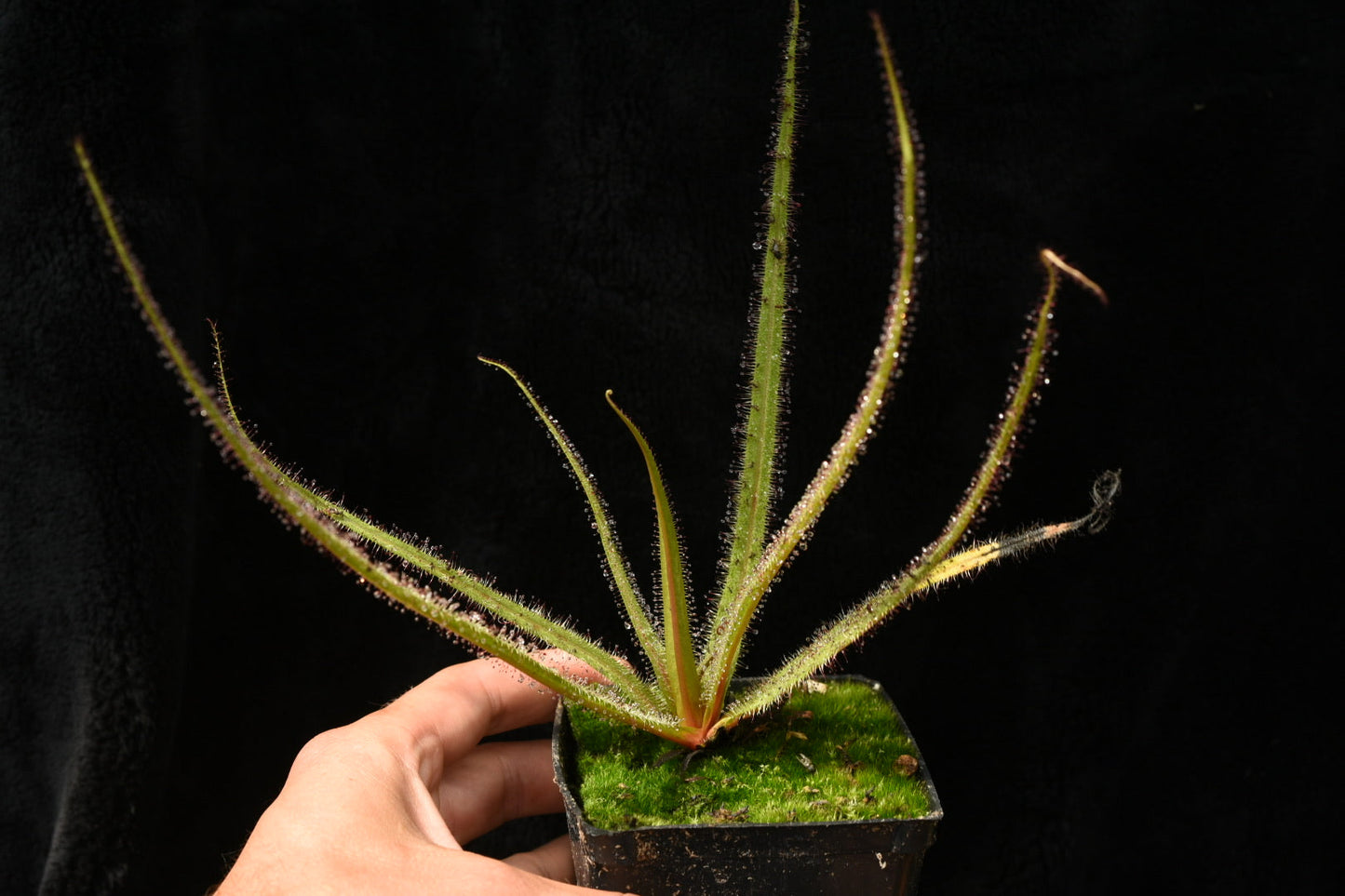 Drosera regia