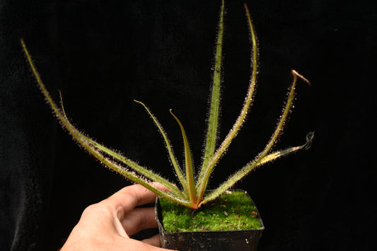 Drosera regia