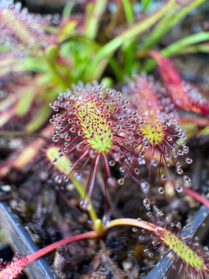 Drosera capensis Hex River Mtns, Matroosberg Ellenic