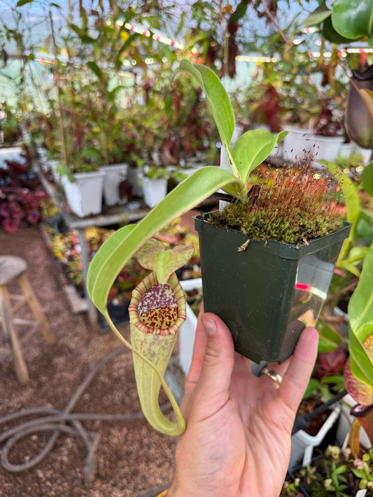 Specimen - Nepenthes Pennywise Rooted Cutting