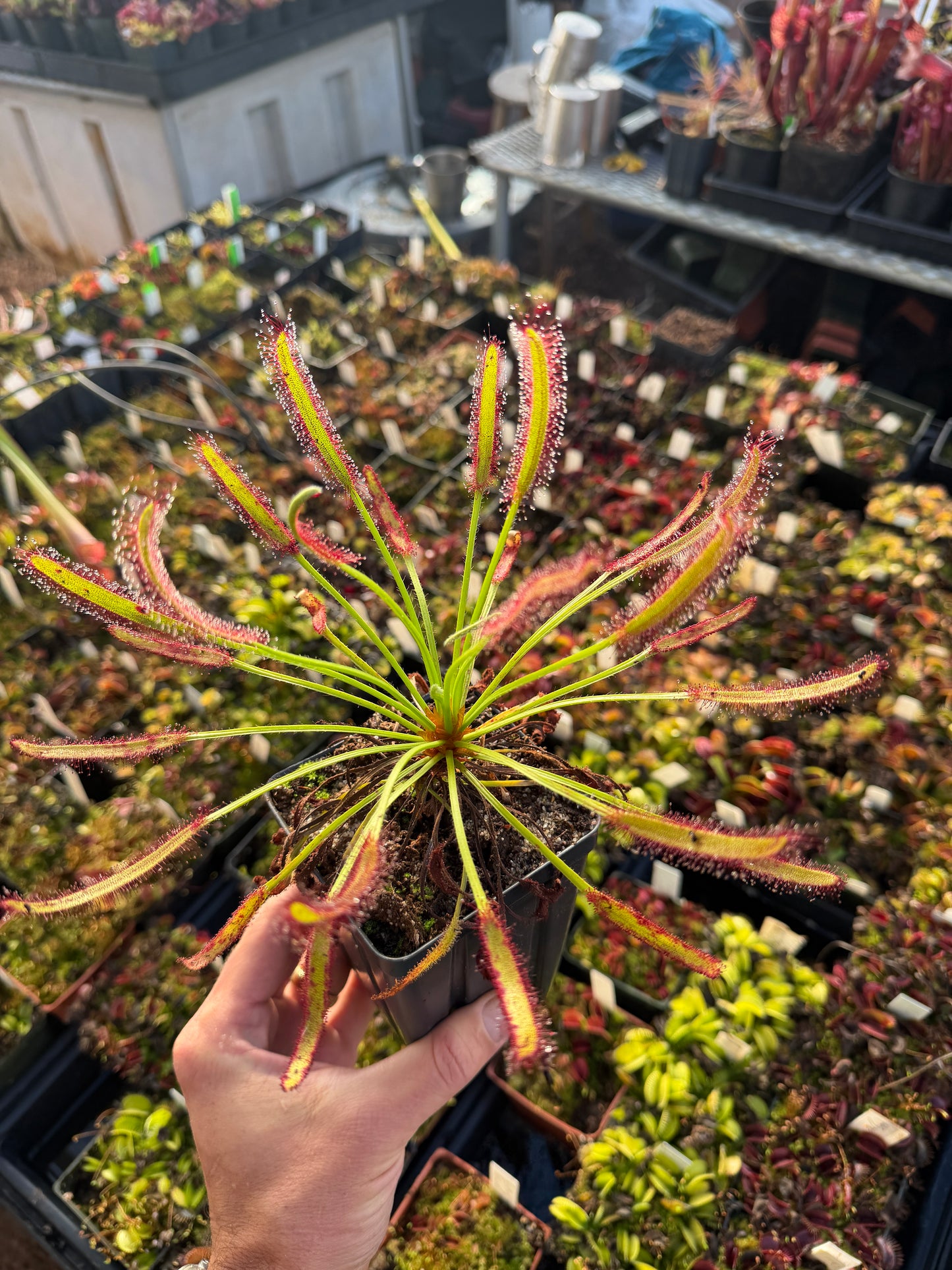 Drosera capensis Hairy Form (Stellenbosch) Hairyest Clone ex Lowrie