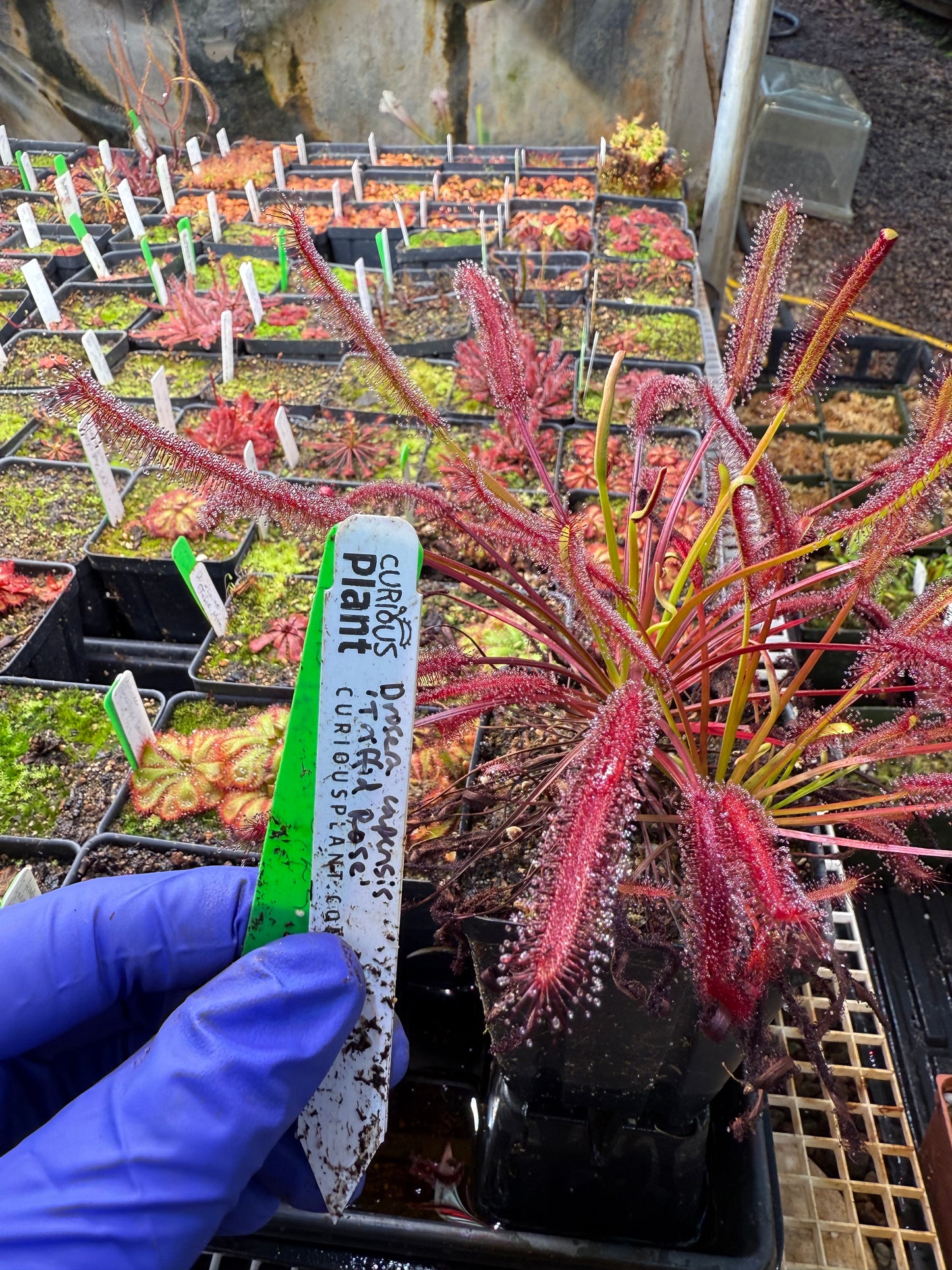 Drosera capensis Triffid Rose from Curious Plants