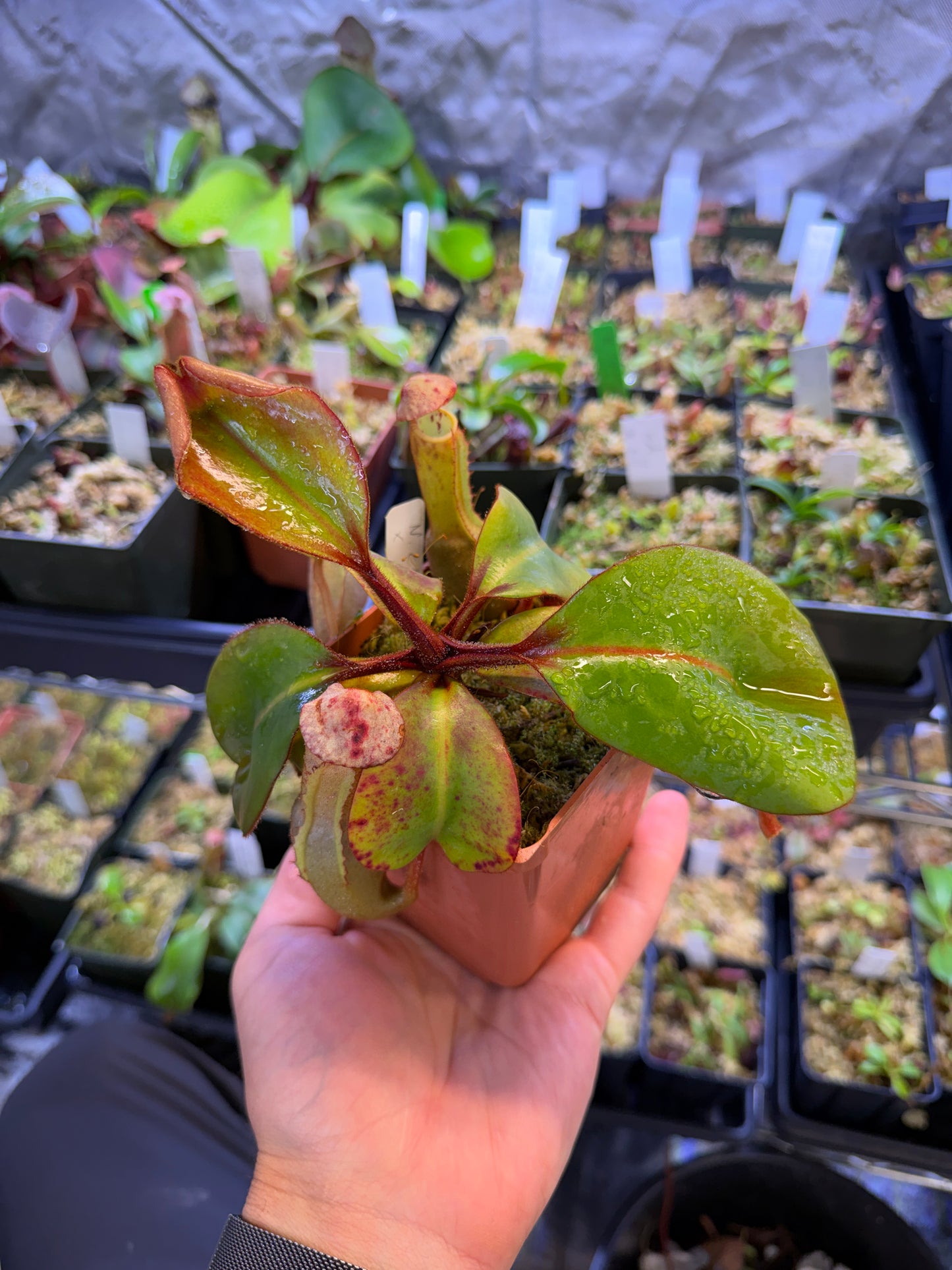 Specimen Nepenthes clipeata hort species SG Specimen (Shipped Bare-Root)