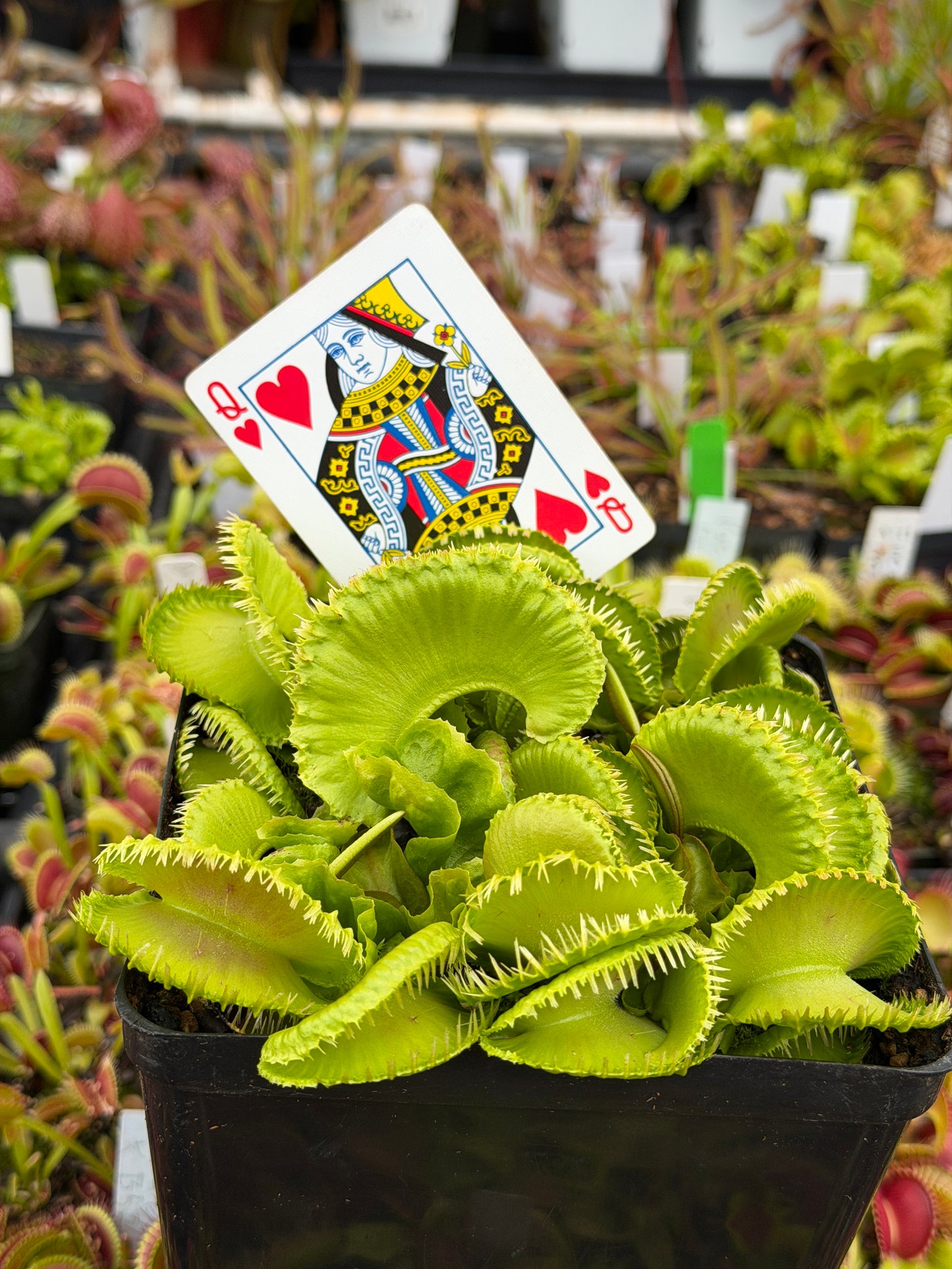 Dionaea muscipula GJ Montecore