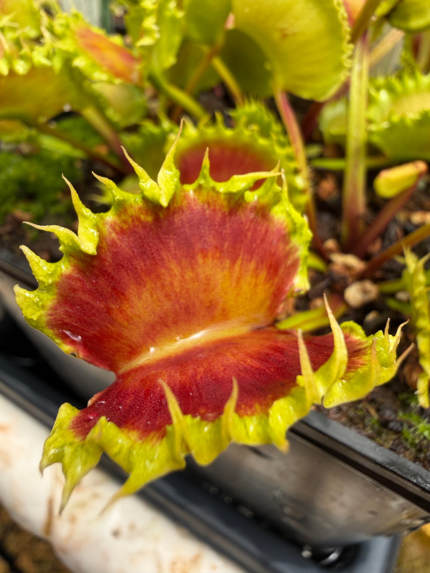 Dionaea muscipula Chinese Dumpling (Shipped Bare-Root)