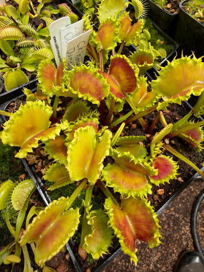 Dionaea muscipula Chinese Dumpling (Shipped Bare-Root)