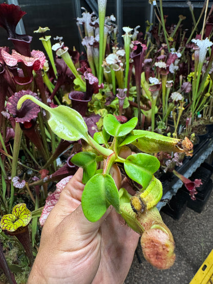 Nepenthes truncata - Squat EP x truncata (c), Giant Striped NP131 - Seed Grown (Shipped Bare Root)