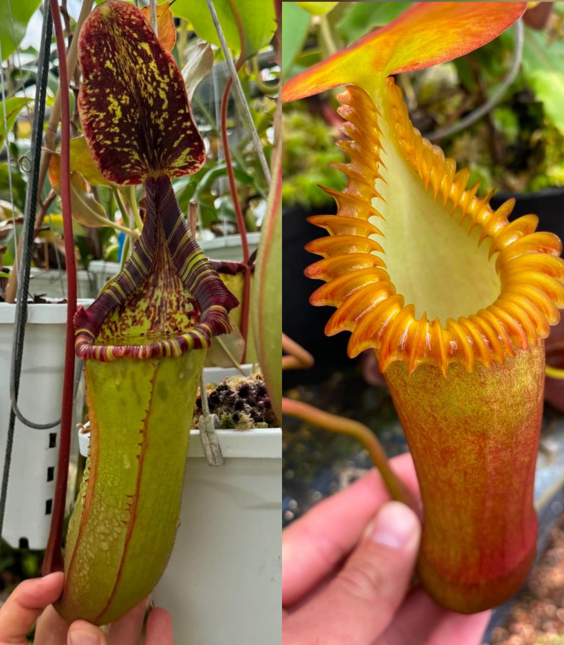 Nepenthes (veitchii x lowii) x edwardsiana NP134 - Seed Grown