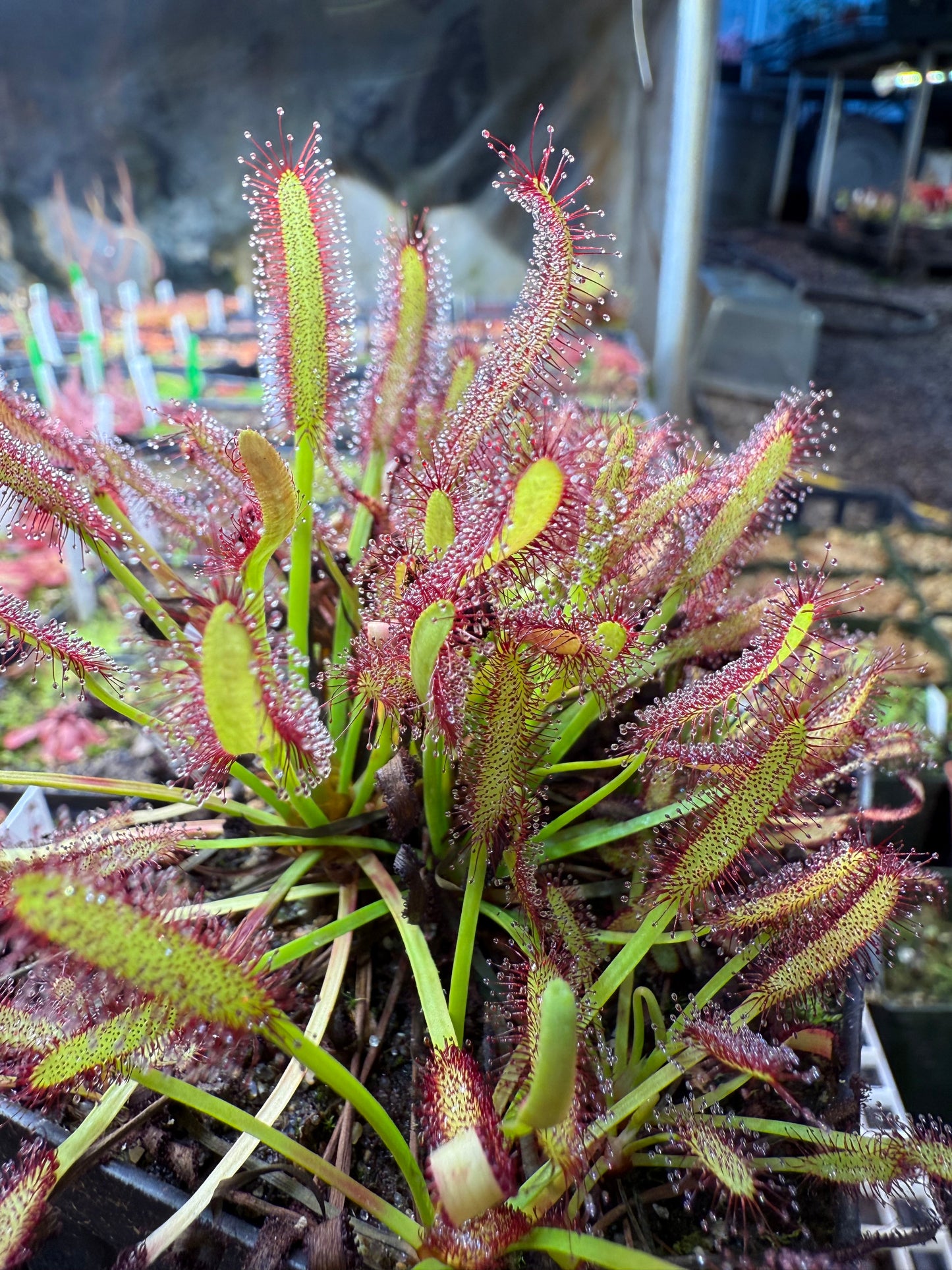 Drosera capensis Roadside Seepage Along R301 Bainskloof