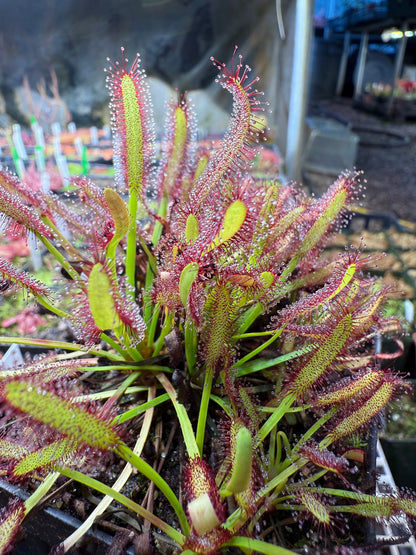 Drosera capensis Roadside Seepage Along R301 Bainskloof