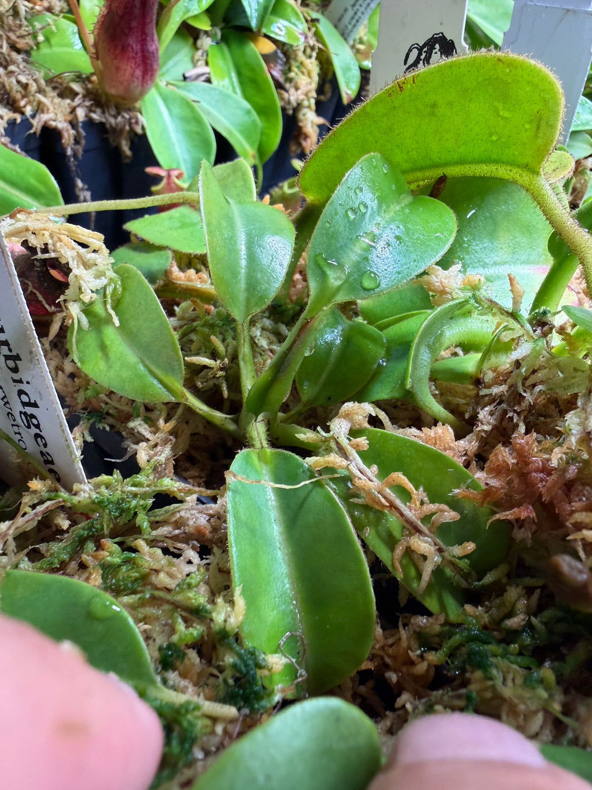 Nepenthes truncata x villosa #1 seed grown, second photo
