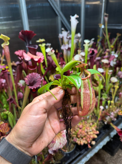 Nepenthes (talangensis x glandulifera) x edwardsiana NP137 - Seed Grown (Shipped Bare Root)