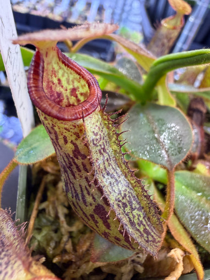 N79 Nepenthes rajah x platychila (Shipped Bare-Root)