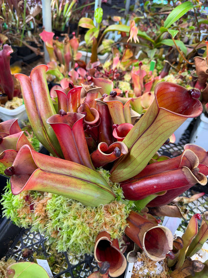 Heliamphora folliculata Kamakawarai AW Clone 01