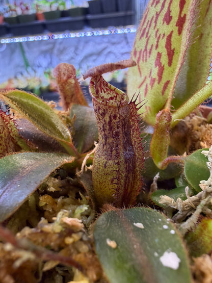 N121 Nepenthes [(lowii x veitchii) x boschiana] x mollis (Shipped Bare-Root)