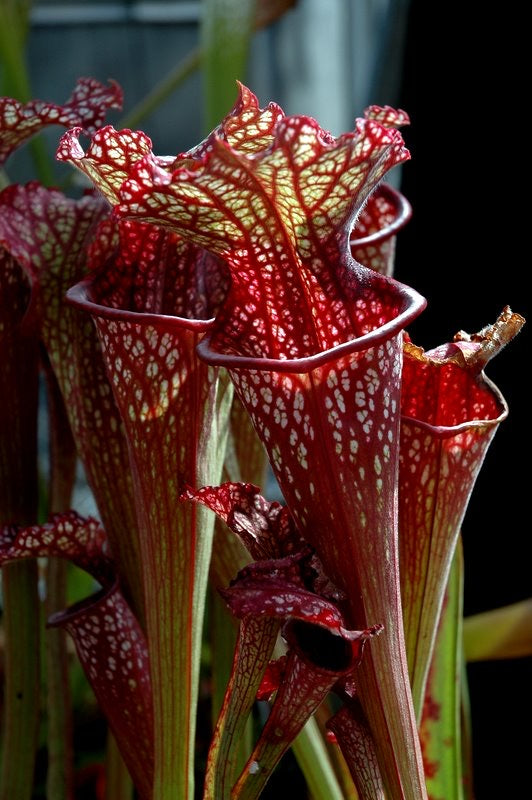 Sarracenia x Dan Winter