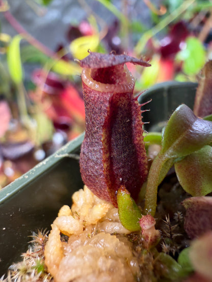 N95 Nepenthes singalana Kunyit Giant x villosa (Shipped Bare-Root)