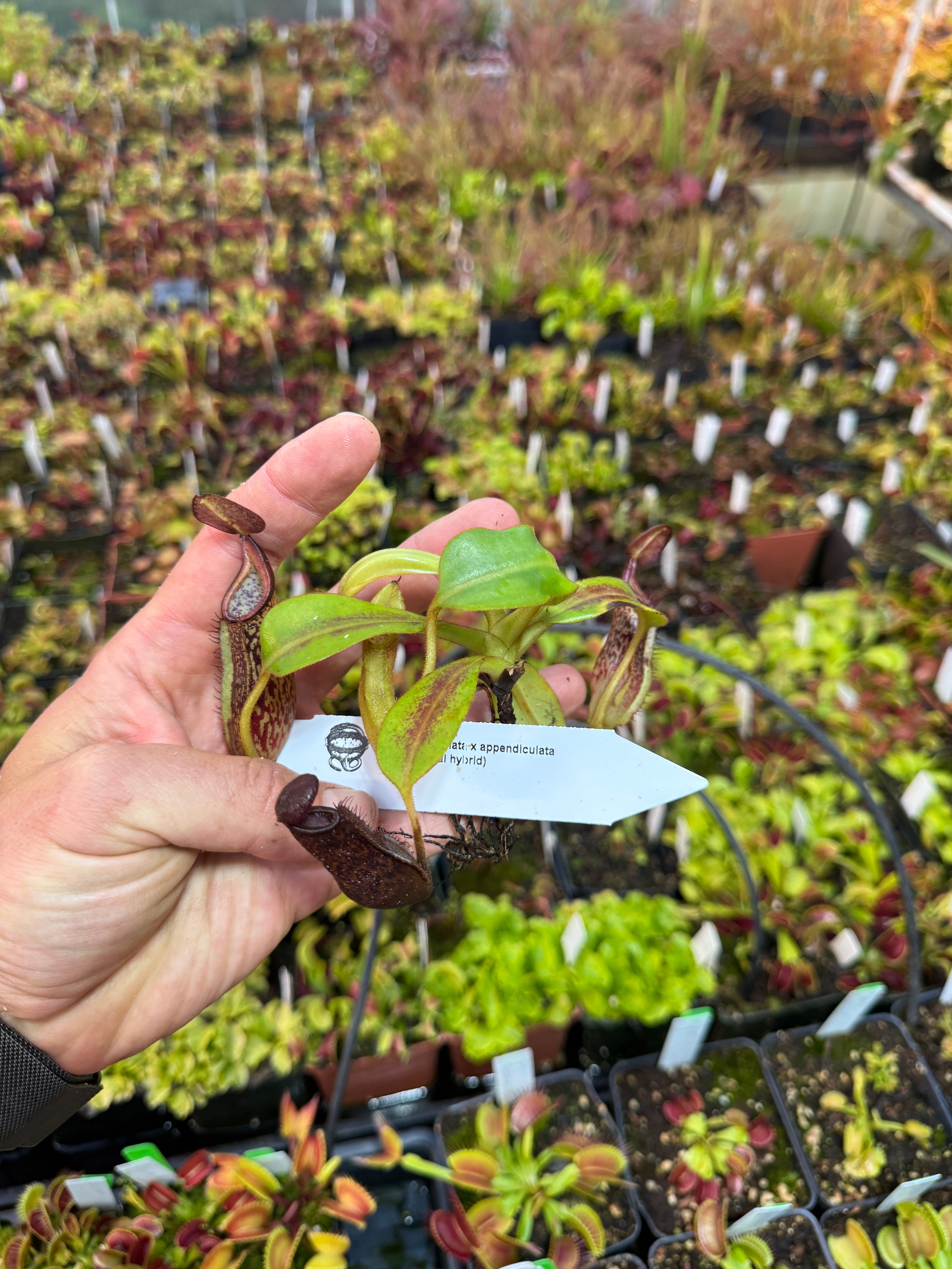 Nepenthes NP143 appendiculata | Buy Nepenthes | Jeremiah's Plants