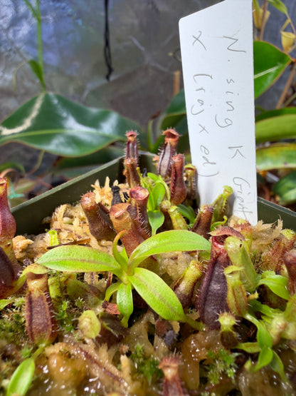 N60 Nepenthes singalana Kunyit Giant x (rajah x edwardsiana #1) (Shipped Bare-Root)